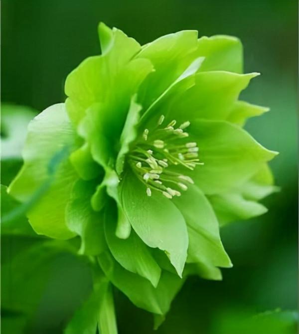 「綠花」 綠葉常見綠花不常見，這些你都見過嗎？花與葉爭豔