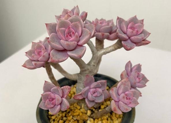 夏季像綠菜，冬季卻很美的4種多肉，出狀態後，個個美得像仙子