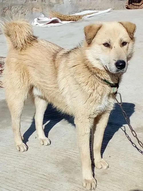 二十年養狗史，一把辛酸淚（記曾經的樂與悲，嘆今日之不可得）