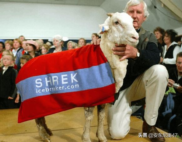 綿羊拒絕剪毛失蹤六年，找到後主人現場直播剪毛