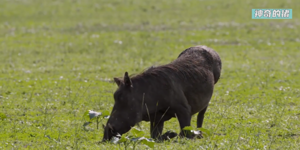豬不僅聰明,還比獵豹跑得快,法國人發財都得靠豬鼻子 豬不僅聰明,還比獵豹跑得快,法國人發財都得靠豬鼻子