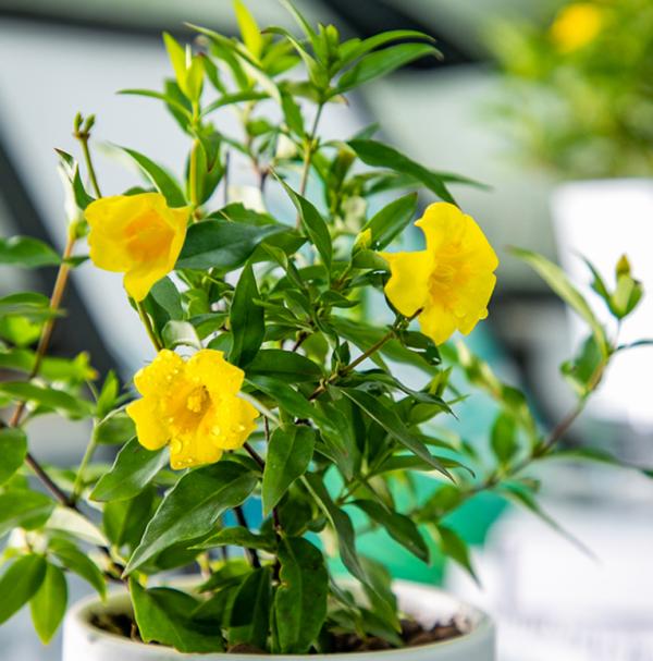 “美麗有毒”的植物,快來認識11種“毒花毒果”,不吃虧不上當 “美麗有毒”的植物,快來認識11種“毒花毒果”,不吃虧不上當