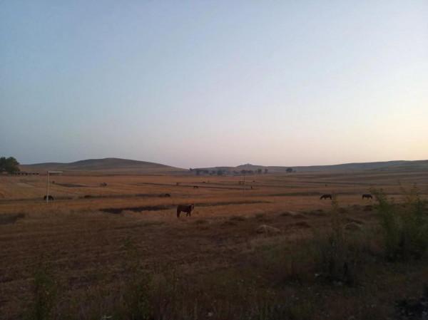 滿目金黃，又想壩上草原了（二）