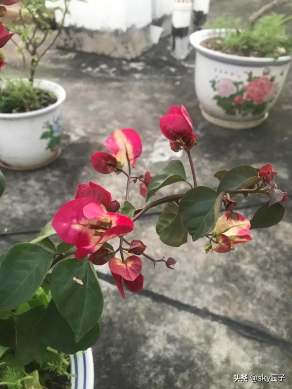 非常驚訝的印度畫報三角梅花色多變如魔幻般美麗 非常驚訝的印度畫報三角梅花色多變如魔幻般美麗