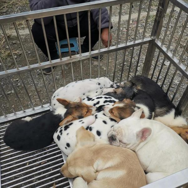 看圖逛街，各種小寵物及珠串