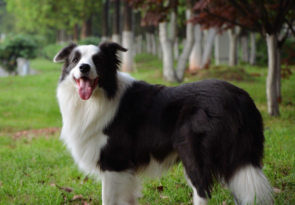 這幾種中大型犬，服從性超高，養了不後悔