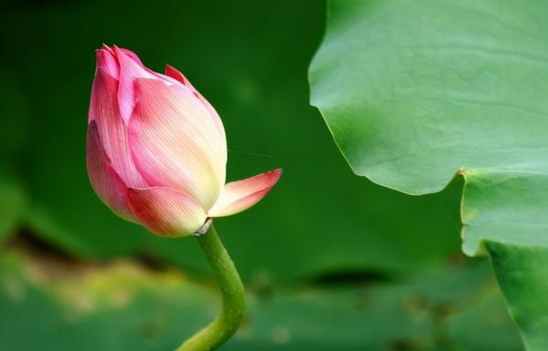 真正有教養的人，有這三種高貴的氣質