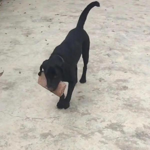 短故事:叼磚頭回家的狗 短故事:叼磚頭回家的狗