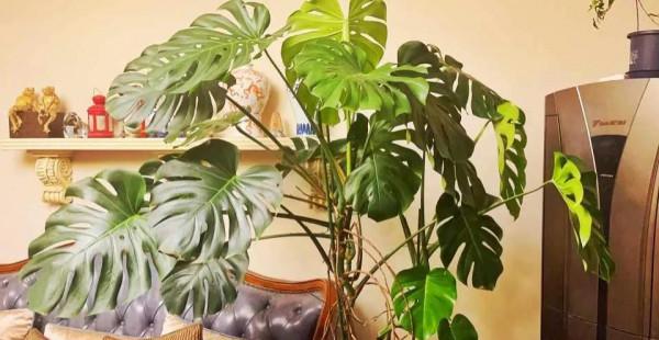 家裡養這5種花，噴水越多長得越旺，手勤快養得最好