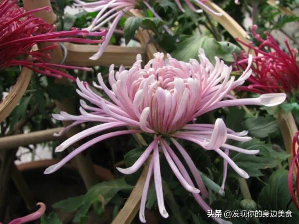 傲霜菊花奪人眼