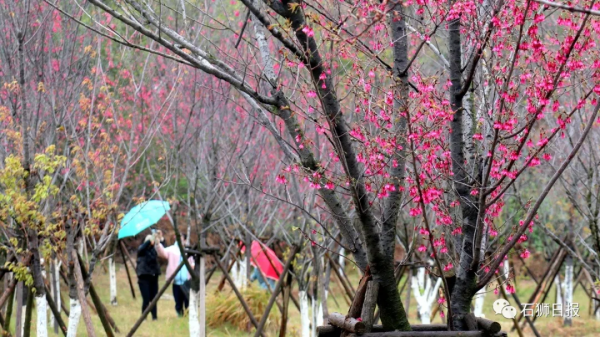鳥語花香醉遊人，石獅春光藏不住