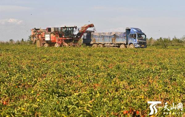 播“智慧”種 結豐收果——新疆發展智慧農業促一產上水平