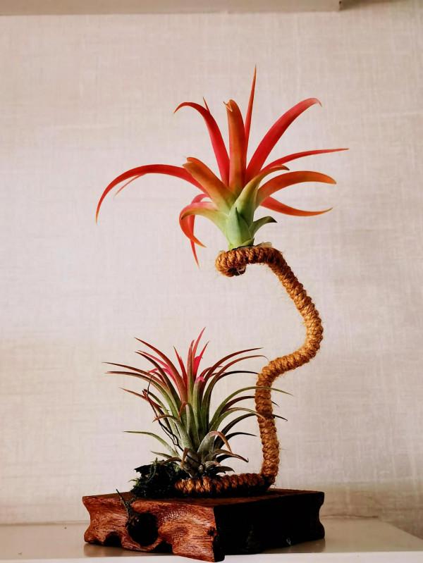 一盆蘭花，一個世界