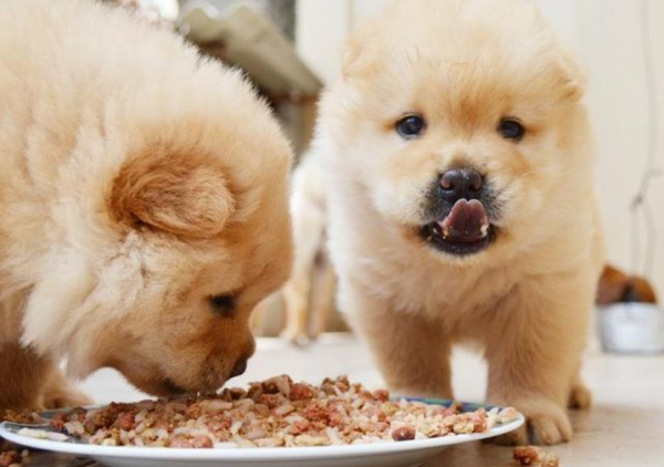 養鬆獅犬,勸你不要做這些蠢事 養鬆獅犬,勸你不要做這些蠢事