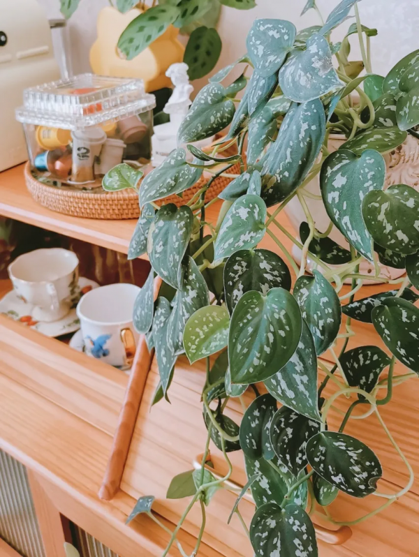 沒有花園怎麼種花？從東北到廣東，4位大神在室內種出植物園