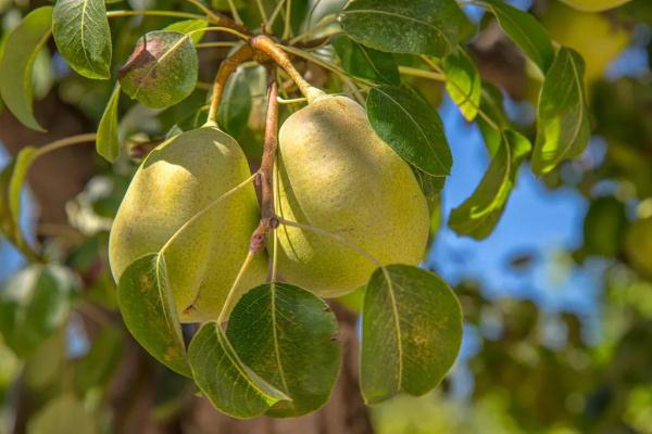 現在吃“一花一果”,潤肺降火好過冬,便宜又好吃 現在吃“一花一果”,潤肺降火好過冬,便宜又好吃