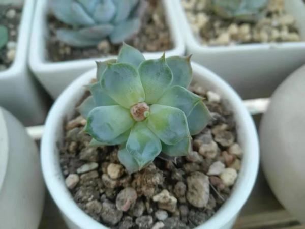 寒露已過,養多肉這些“大動作”可以開搞了,錯過就要等到明年春 寒露已過,養多肉這些“大動作”可以開搞了,錯過就要等到明年春