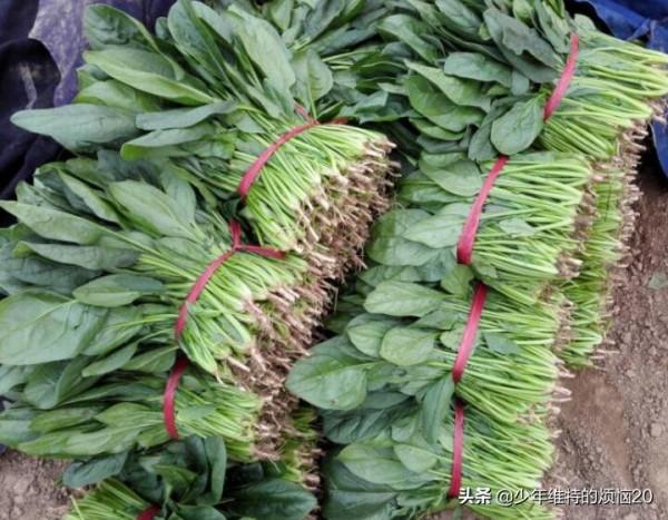 後天立冬了,這“8種”蔬菜多囤點,好吃易儲存,想吃不用經常買 後天立冬了,這“8種”蔬菜多囤點,好吃易儲存,想吃不用經常買