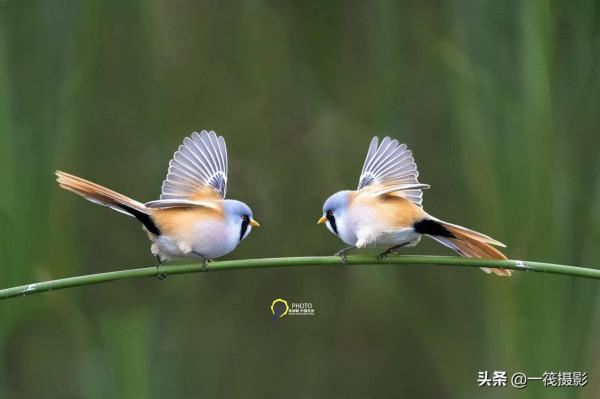 鳥兒美成雙。杭州翁劍敏/攝影 鳥兒美成雙。杭州翁劍敏/攝影