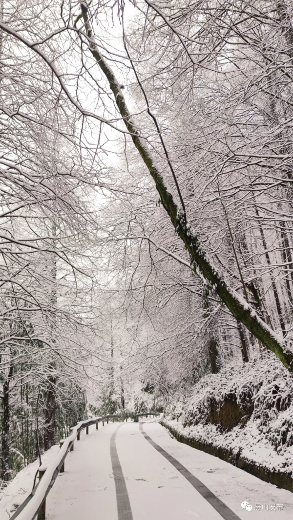 雪雪雪！老君山最新雪景照來了