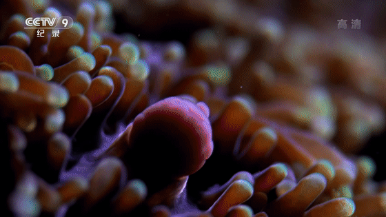 16部超讚自然紀錄片，讓孩子足不出戶看到地球的“真實面目”！