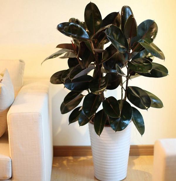 8種“霸氣花”，雖然長得像“醜八怪”，卻十分吉利，鎮宅又旺家