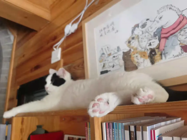 大阿寶：“斜槓青年”歡樂多