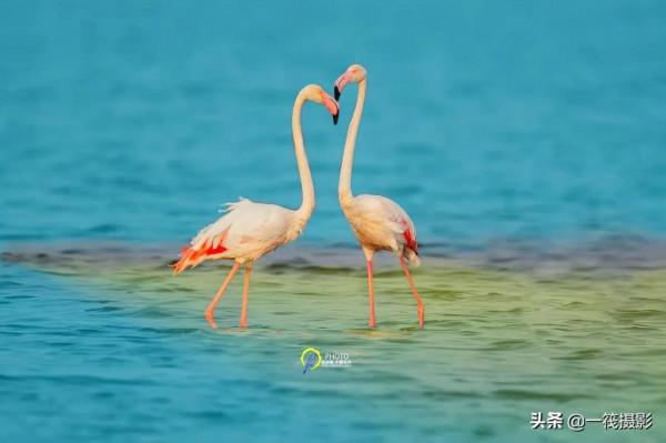 鳥兒美成雙。杭州翁劍敏/攝影 鳥兒美成雙。杭州翁劍敏/攝影