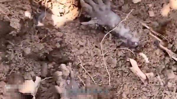 這是真的人的手嗎? 這是真的人的手嗎?