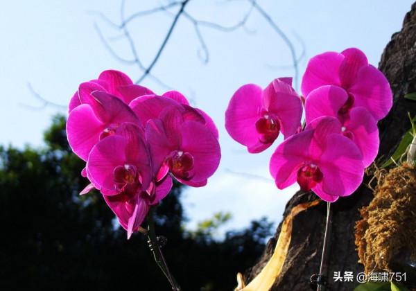 花中極品蝴蝶蘭 花中極品蝴蝶蘭