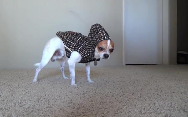 狗狗抗凍排行榜:最“耐寒”的6種狗,冬天簡直是它們的“天堂” 狗狗抗凍排行榜:最“耐寒”的6種狗,冬天簡直是它們的“天堂”