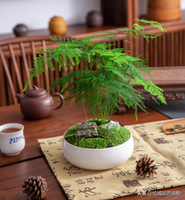 別養那些爆款網紅綠植了，養這5種更彰顯你的文化底蘊與品位