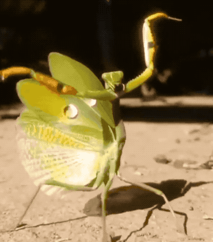 30張罕見的照片，袋鼠在雪地中瘋狂亂跑，老鼠們纏在一起變成鼠王