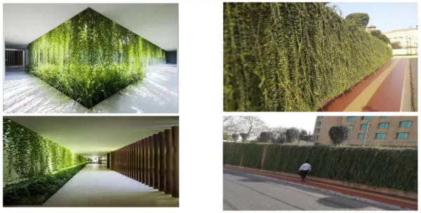 學會搭配這8種園藝植物，讓你的花園收穫一個有趣的靈魂