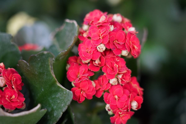 找老公就得找愛養花的，會疼人還細心，你家老公是這樣的嗎