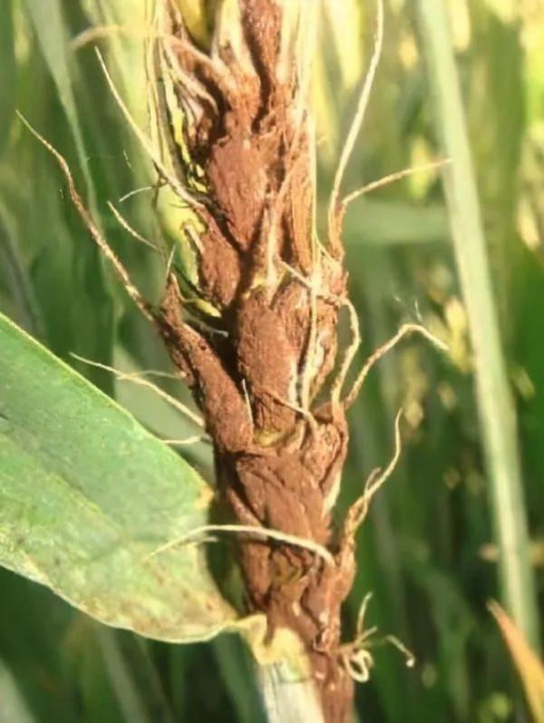 【進出口食品安全】政策解讀 &vert; 進口波蘭麵粉檢驗檢疫要求