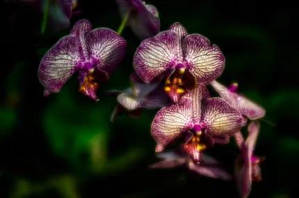 分享——高雅多姿的蝴蝶蘭