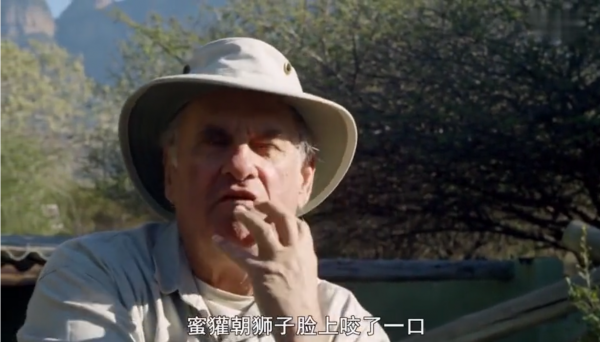 永不服輸的蜜獾，曾經有一個保護區飼養了兩隻，後來怎麼樣了？