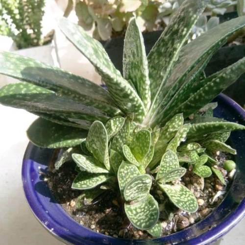 100種常見多肉圖鑑，比花還美，你認識幾種？