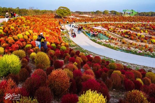 魔都賞秋,幾十萬株地膚組成的絢麗花海,奇特的景色很美很震撼 魔都賞秋,幾十萬株地膚組成的絢麗花海,奇特的景色很美很震撼