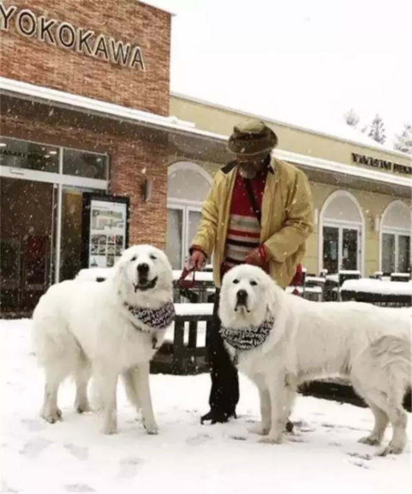 這才是大白熊正確的開啟方式，除了萌那就是炒雞萌
