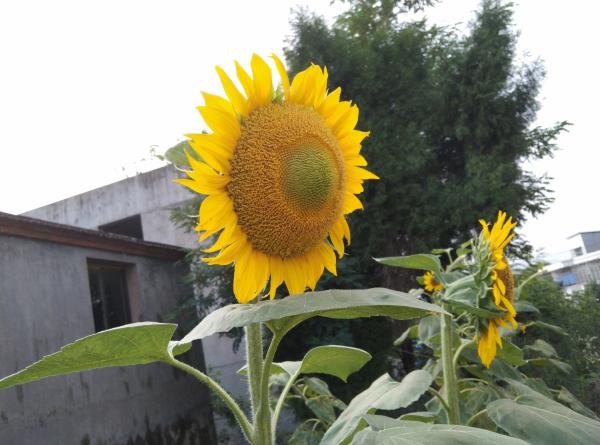 7種花適合孩子養，隨便插土裡就能活，孩子成就感滿滿