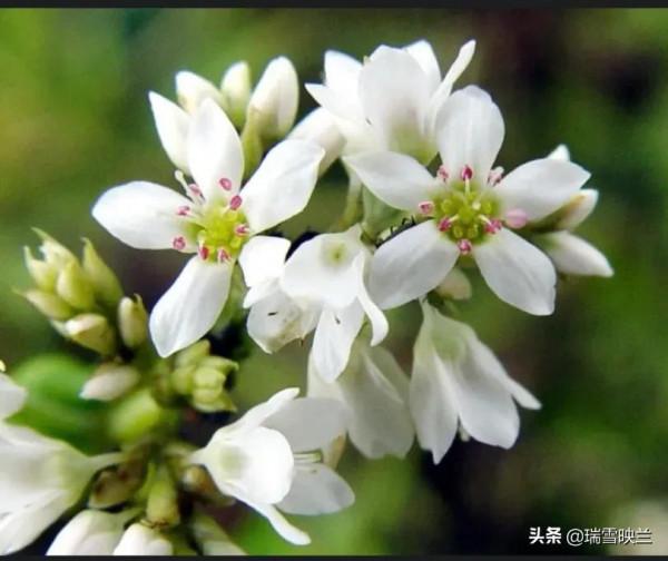 這樣做的蕎麵，你吃過嗎？