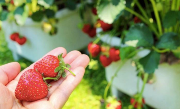 秋冬擱室內盆栽草莓，幹好3件事，開花多，結果大又甜