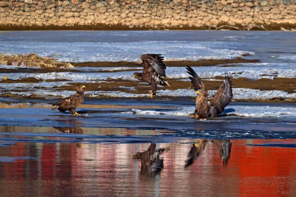 珍稀瀕危物種白尾海雕現身阿壩縣