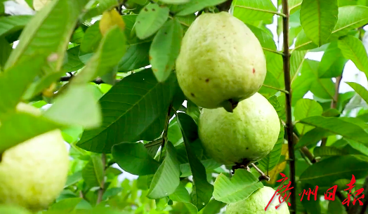 豐收九月，廣州從化瓜果飄香