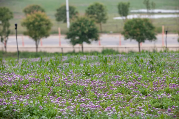 北京環球度假區的這片“專屬花海”簡約卻不簡單 北京環球度假區的這片“專屬花海”簡約卻不簡單