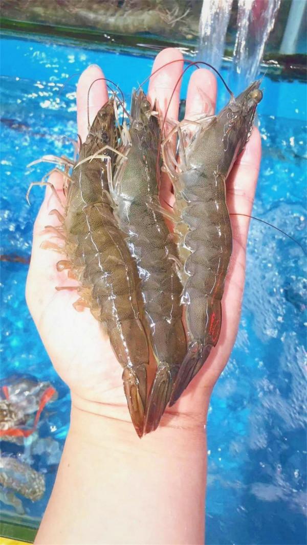 日照美食吃海鮮,避坑法則,買海鮮去哪裡,吃海鮮去哪裡 日照美食吃海鮮,避坑法則,買海鮮去哪裡,吃海鮮去哪裡