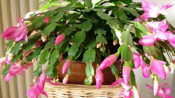 想要多養幾盆蟹爪蘭的扦插方法，成活率高，大家學會了嗎