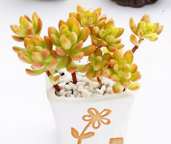 10種顏值爆表的多肉植物，看看你家養了幾種？